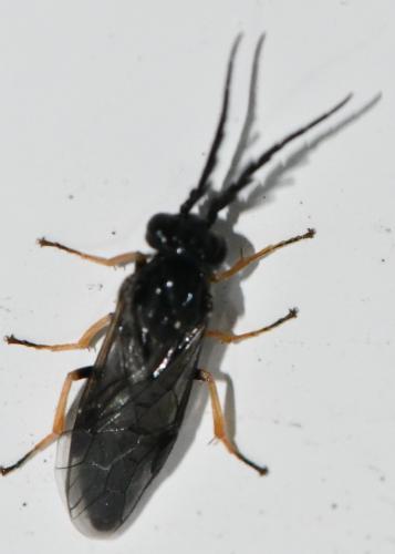 Cladius pectinicornis